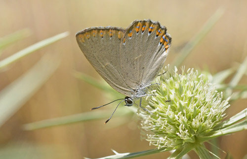 Askesommerfugl, Laeosopis roboris. Tragacete, Aragon, Spanien d. 1 august 2020. Fotograf; John Vergo