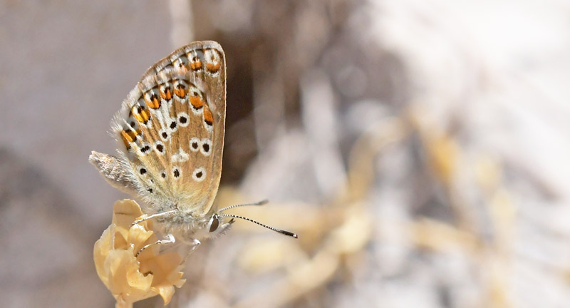 Spansk Brun Blfugl, Aricia morronensis spp. morronensis (Ribbe, 1910). Tragacete, Aragon, Spanien d. 1 august 2020. Fotograf; John Vergo