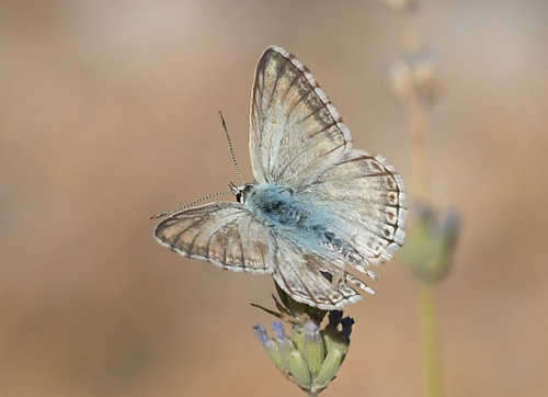 Hvid Slvblfugl, Lysandra albicans. Moscardn, Aragon, Spanien d. 4 august 2020. Fotograf; John Vergo