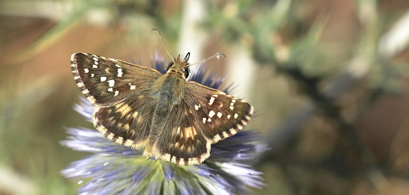 Vinkelbredpande, Pyrgus cirsii. Xavier Rambla, Albarracin, Aragon, Spanien d. 2 august 2020. Fotograf; John Vergo