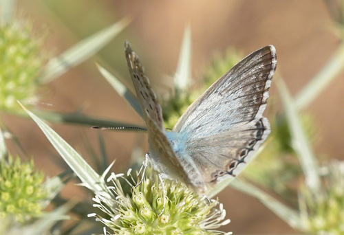 Hvid Slvblfugl, Lysandra albicans. Moscardn, Aragon, Spanien d. 4 august 2020. Fotograf; John Vergo