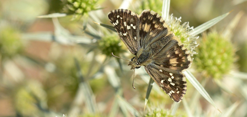 Vinkelbredpande, Pyrgus cirsii. Xavier Rambla, Albarracin, Aragon, Spanien d. 2 august 2020. Fotograf; John Vergo