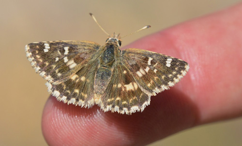 Mosaikbredpande, Muschampia proto. Pozandon, Albarracin, Aragon, Spanien d. 2 august 2020. Fotograf; John Vergo