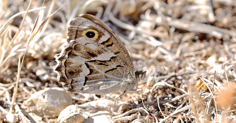 Stregrandje, Hipparchia fidia. Xavier Rambla, Albarracin, Aragon, Spanien d. 2 august 2020. Fotograf; John Vergo