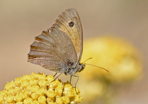 Vestlig Lille Grsrandje, Hyponephele mauritanica. Rambla tt p Albrracin, Aragon Spanien d. 2 august 2020. Fotograf; John Vergo