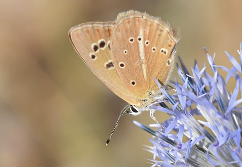 Spansk Pelsblfugl, Polyommatus (Agrodiaetus) fabressei hun. Xavir Rambla, Curenca, Spanien d. 2 august 2020. Fotograf; John Vergo