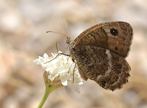 Sort Satyr, Satyrus actaea han. Pozandon, Aragon, Spanien d. 2 august 2020. Fotograf; John Vergo