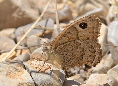 Sort Satyr, Satyrus actaea hun. Pozandon, Aragon, Spanien d. 2 august 2020. Fotograf; John Vergo