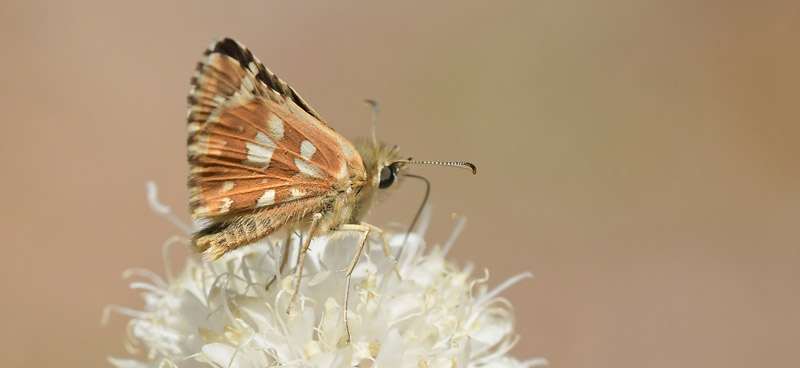 Vinkelbredpande, Pyrgus cirsii. Pozandon, Albarracin, Aragon, Spanien d. 2 august 2020. Fotograf; John Vergo