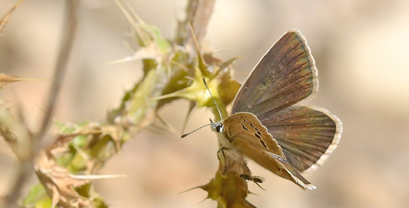 Stregblfugl, Polyommatus (Agrodiaetus) damon hunner. El Valle Cilo, Cuenca, Spanien d. 3 august 2020. Fotograf; John Vergo