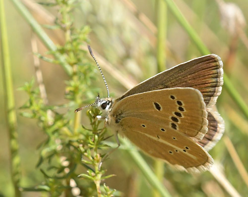 Stregblfugl, Polyommatus (Agrodiaetus) damon hunner. El Valle Cilo, Cuenca, Spanien d. 3 august 2020. Fotograf; John Vergo