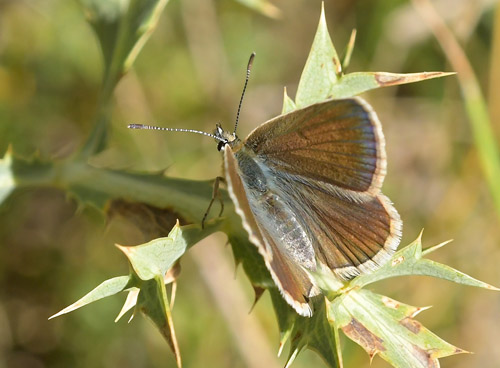 Stregblfugl, Polyommatus (Agrodiaetus) damon hunner. El Valle Cilo, Cuenca, Spanien d. 3 august 2020. Fotograf; John Vergo