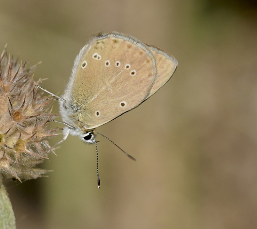 Spansk Pelsblfugl, Polyommatus (Agrodiaetus) fabressei hun. El Valle Cillo, Aragon Spanien d. 3 august2020. Fotograf; John Vergo