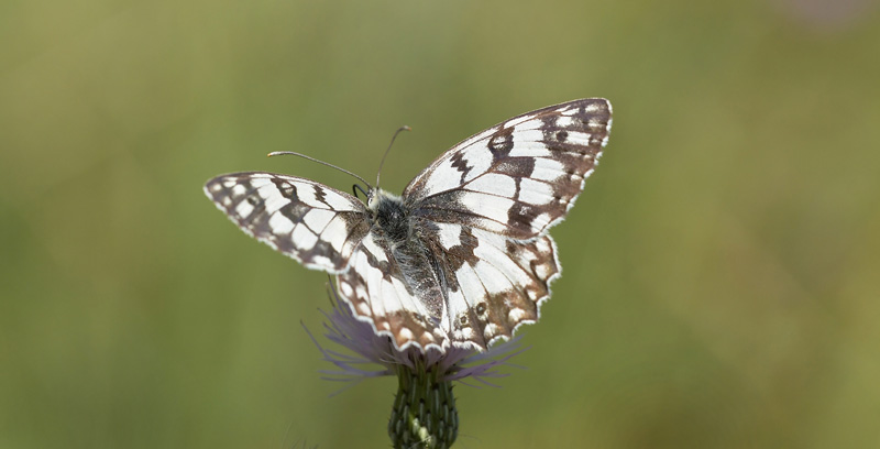 Bjerg-Skakbrætrandøje, Melanargia russiae. El Valle Cillo, Aragon, Spanien d. 3 august 2020. Fotograf; John Vergo