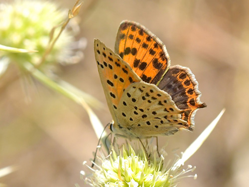 Spansk Ildfugl, Lycaena bleusei  hun. El Valle Cillo, Aragon, Spanien d. 3 august 2020. Fotograf; John Vergo