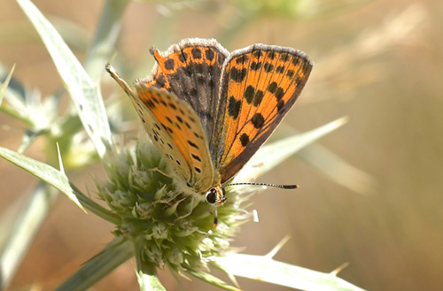 Spansk Ildfugl, Lycaena bleusei  hun. El Valle Cillo, Aragon, Spanien d. 3 august 2020. Fotograf; John Vergo