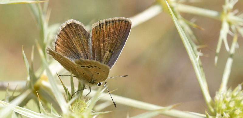 Spansk Pelsblfugl, Polyommatus (Agrodiaetus) fabressei hun. El Valle Cilo, Cuenca, Spanien d. 3august 2020. Fotograf; John Vergo