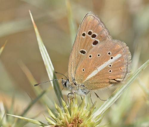 Stregblfugl, Polyommatus (Agrodiaetus) damon hunner. El Valle Cilo, Cuenca, Spanien d. 3 august 2020. Fotograf; John Vergo