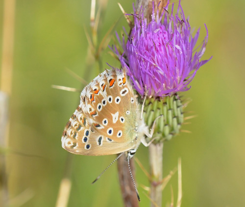 Hvid Slvblfugl, Lysandra albicans. Moscardn, Aragon, Spanien d. 4 august 2020. Fotograf; John Vergo