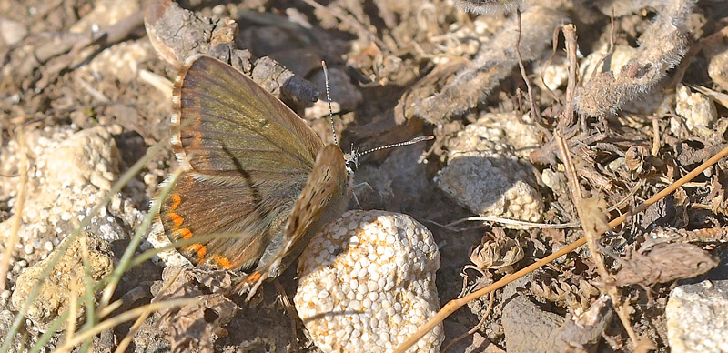 Spansk Slvblfugl, Lysandra caelestissima hun. Moscardn, Aragon, Spanien d. 4 august 2020. Fotograf; John Vergo