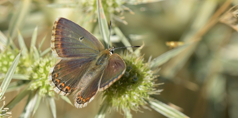 Hvid Slvblfugl, Lysandra albicans. Moscardn, Aragon, Spanien d. 4 august 2020. Fotograf; John Vergo