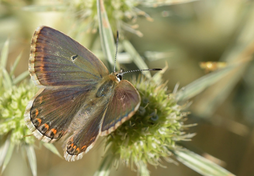 Hvid Slvblfugl, Lysandra albicans. Moscardn, Aragon, Spanien d. 4 august 2020. Fotograf; John Vergo