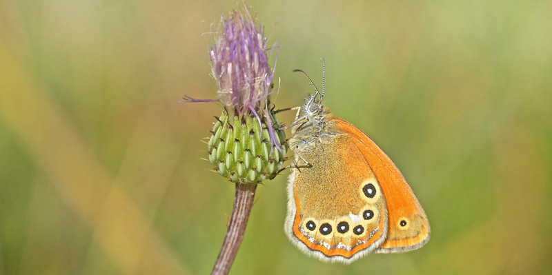 Spansk perlemorrandje, Coenonympha glycerion ssp. iphiodes. Moscardn, Aragon, Spanien d. 4 august 2020. Fotograf; John Vergo