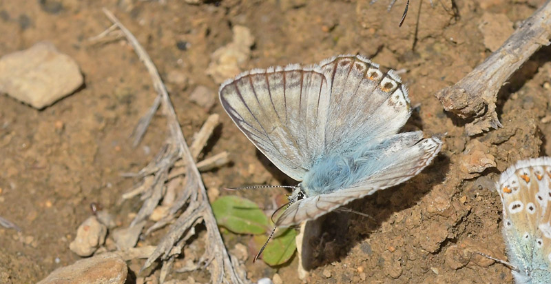 Hvid Slvblfugl, Lysandra albicans. Moscardn, Aragon, Spanien d. 4 august 2020. Fotograf; John Vergo