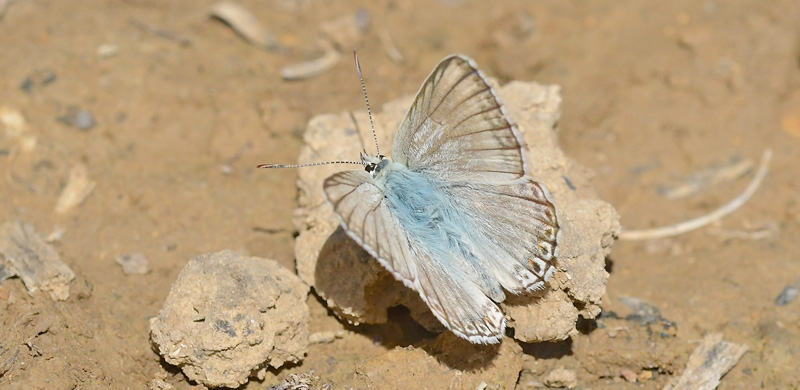 Hvid Slvblfugl, Lysandra albicans. Moscardn, Aragon, Spanien d. 4 august 2020. Fotograf; John Vergo