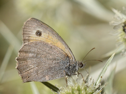 Vestlig Lille Grsrandje, Hyponephele mauritanica. Moscardon, Aragon Spanien d. 4 august 2020. Fotograf; John Vergo