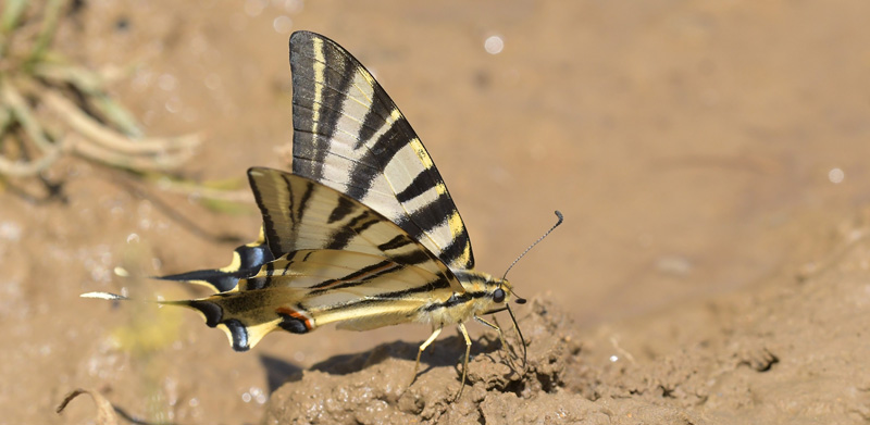 Iberisk Svalehale, Iphiclides festhamelii. Moscardn, Aragon, Spanien d. 4 aaugust 2020. Fotograf; John Vergo