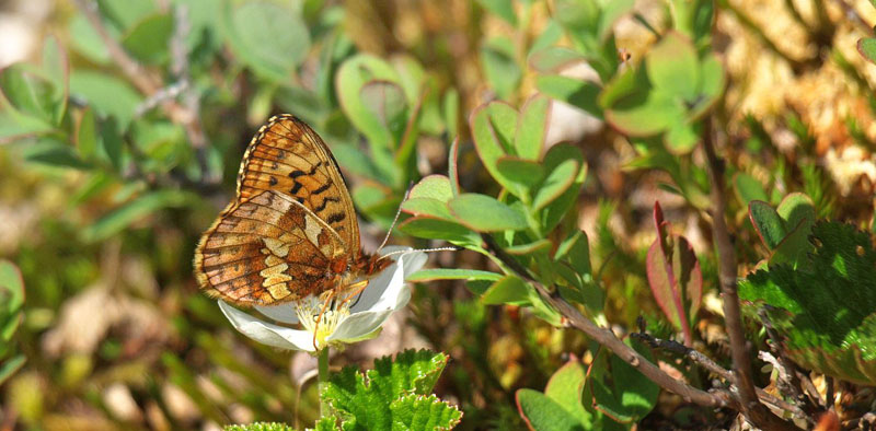 Multebrperlemorsommerfugl, Boloria frigga. Lngmyran, Limedsforsen, Dalarna, Sverige d. 14 juni 2015. Fotograf; Emil Bjerregrd