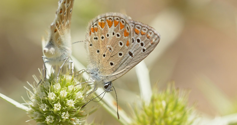 Esparsette Blfugl, Polyommatus thersites hun. Albarracn, Aragon, Spanien d. 30 juli 2020. Fotograf; John Vergo