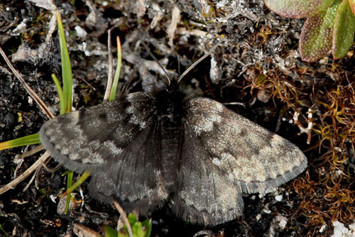 Glaciermler, Glacies coracina, (Esper, 1805). Borrasocohkka, Tornetrask, Lapland, Sverige d. 2 Juli 2008. Fotograf; Lars Andersen