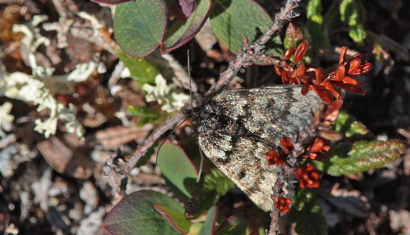 Glaciermler, Glacies coracina, (Esper, 1805) hun. Borrasocohkka, nord for Tornetrask, Lapland, Sverige d. 4 juli 2008. Fotograf; Lars Andersen