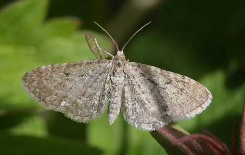 Baldriandvrgmler, Eupithecia valerianata (Hbner, 1813). Borrasacohkka 650 m, Jukkasjrvi, Sverige 7 juli 2008. Fotograf; Lars Andersen