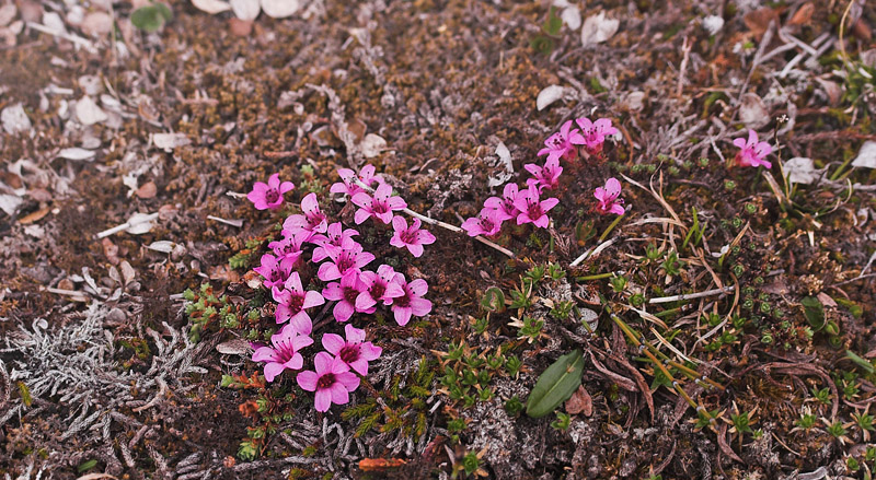 Purpurstenbrk, Saxifraga oppositifolia. Bihppas, Tornetrask nordbred, Indre Troms, Norge d. 29 juni 2007. Fotograf; Lars Andersen