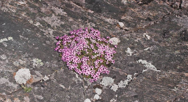 Tuelimurt, Silene acaulis. Bihppas, Tornetrask nordbred, Indre Troms, Norge d. 1 juli 2007. Fotograf; Lars Andersen