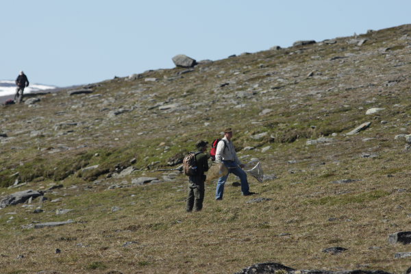  3 samlere der kom for udelukkende at indsamle Boloria polaris. Borrasacohkka, Jukkasjärvi,Bihppas, Sapmi/Lappland, Sverige. d. 3 juli 2008. fotograf: Lars Andersen