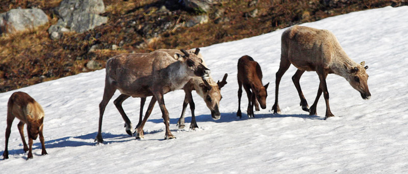 Rensdyr, Rangifer tarandus ssp. tarandus. Nissuntjrro, Torne Lappmark, Sverige d. 28 juni 2008. Fotograf, Sif Larsen