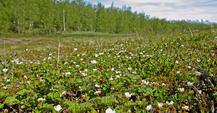 Paddu, Abisko, Sverige d. 29 juni 2008. Fotograf: Lars Andersen