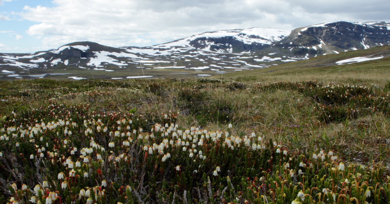 Renvaktarstugan, Bihppas, Sapmi/Lappland, Norge. d. 6 juli 2008. fotograf: Lars Andersen