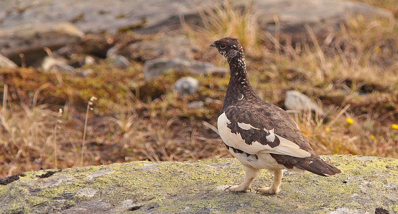 Fjeldrype, Lagopus muta. Renvaktarstugan, Bihppas, Indre Troms, Norge d. 6 juli 2008. Fotograf; Lars Andersen