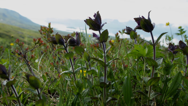 Svarth / Sorttop, Bartsia alpina som er foderplante for Polarpletvinge. Gurttejohka / Lullehacorru Rr 272A, Jukkasjrvi. Tornetrask nordbred, Sverige 4 juli 2008. Fotograf: Lars Andersen