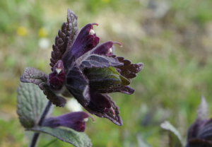 Svarth / Sorttop, Bartsia alpina som er foderplante for Polarpletvinge. Gurttejohka / Lullehacorru Rr 272A, Jukkasjrvi. Tornetrask nordbred, Sverige 4 juli 2008. Fotograf: Lars Andersen