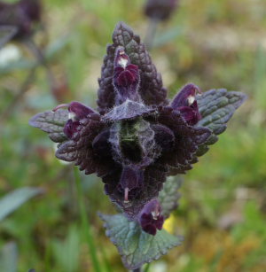 Svarth / Sorttop, Bartsia alpina som er foderplante for Polarpletvinge. Gurttejohka / Lullehacorru Rr 272A, Jukkasjrvi. Tornetrask nordbred, Sverige 4 juli 2008. Fotograf: Lars Andersen