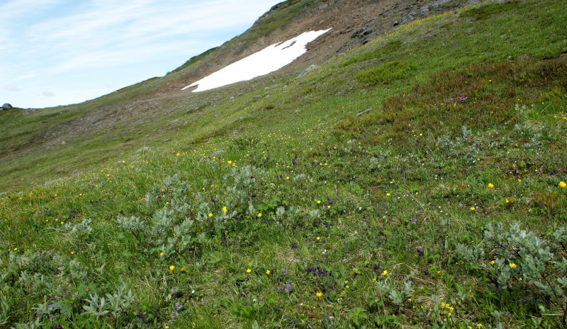 Djupviken, 680 m.h. Torneträsk, Lappland, Sverige d. 7 juli 2008. Fotograf: Lars Andersen