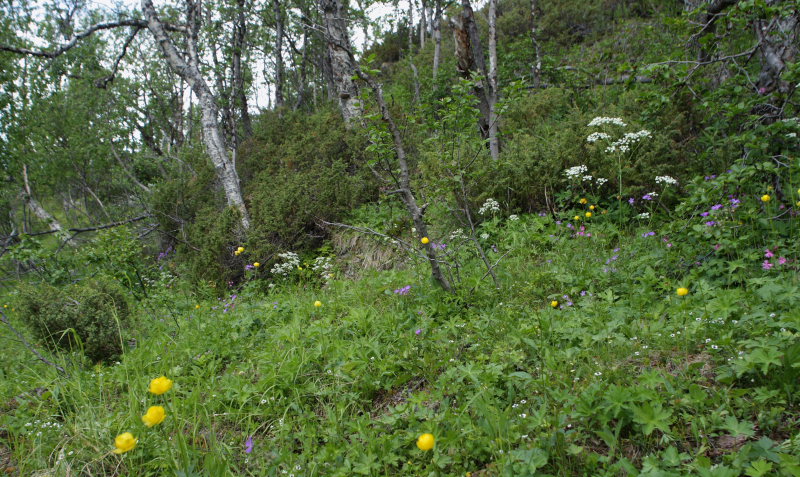 Lokalitet for Thors Perlemorsommerfugl, Boloria thore. Djupviken, Lappland. d. 7 Juli 2008. Fotograf: Lars Andersen