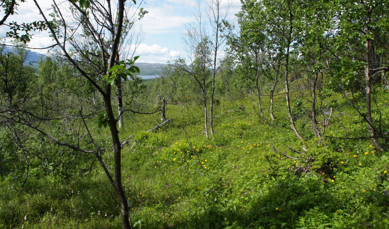 Lokalitet for Thors Perlemorsommerfugl, Boloria thore. Djupviken, Lappland. d. 7 Juli 2008. Fotograf: Lars Andersen