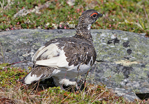 Fjeldrype, Lagopus muta. Nuolja, Bjrkliden, Sverige d. 8 juli 2008. Fotograf; Lars Andersen